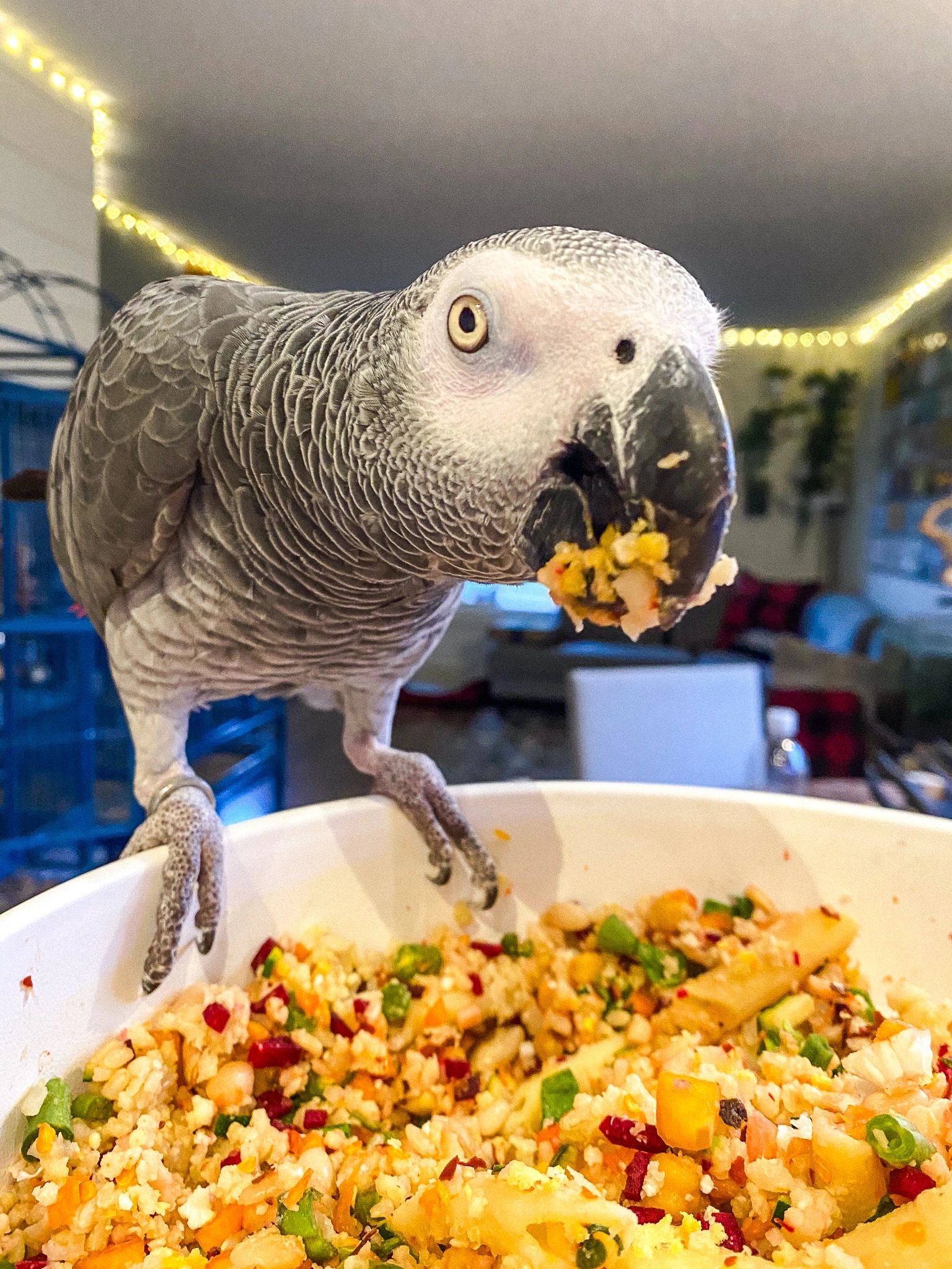 Bird Safe Foods List