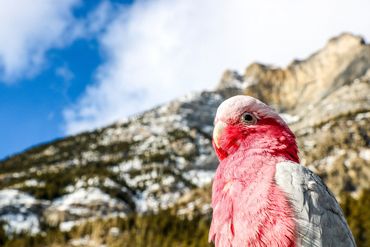 Galah cockatoo with mountains