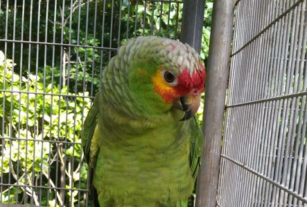 bird resting on a perch in a cage