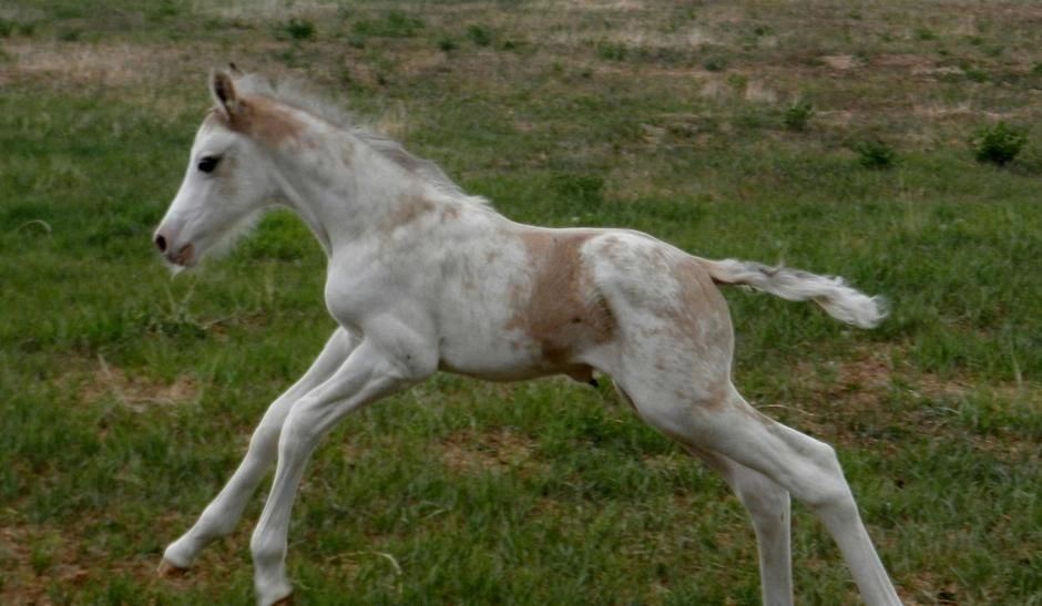 Horse Training Facilities Shiloh Farms Equestrian Center