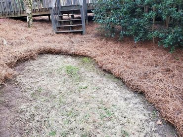 Lots of pine straw in older home