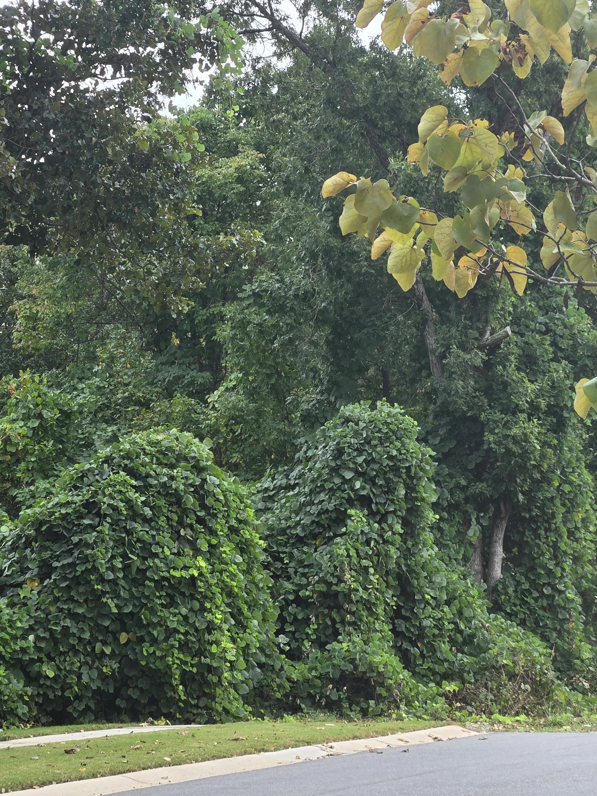 Invasive Kudzu Overwhelming Native Trees