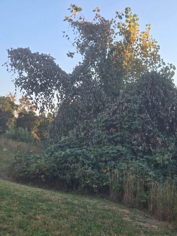 A large bush shaped like a dragon with wings and a head.