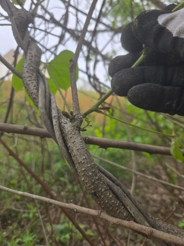 Close-up of a gloved hand holding a small plant stem near twisted vine-covered branches.