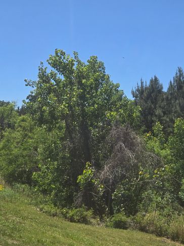 A green tree alongside a dry, leafless tree on a sunny day.