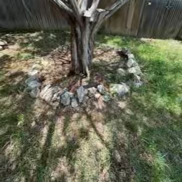 Tree, before landscape cleanup and debris removal in San Antonio by Yellowstone Junk Removal.