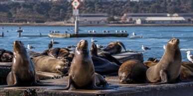 A group of sea lions resting on a dock with seagulls nearby.