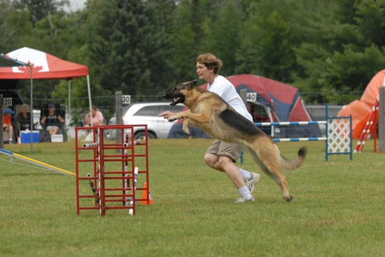 A German Shepherd jumps over an obstacle during an agility competition.