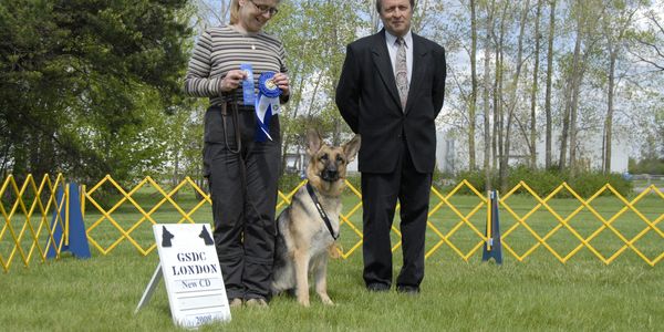 German Shepherd winning a dog show with handlers and judge.