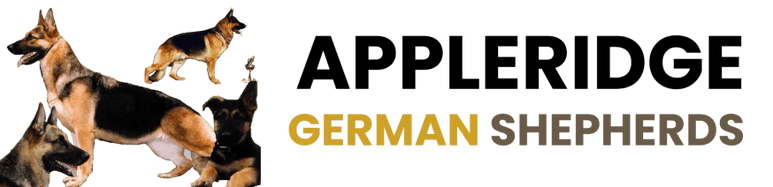 Appleridge German Shepherds