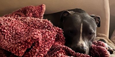 A professional pet sitter providing loving overnight care for a dog and cat in the comfort of their 