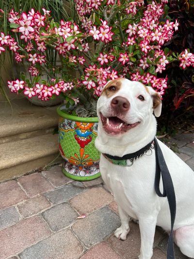 Happy dog sitting in flower garden on an Elite Pet Service dog sitting visit in Port Orange, Florida
