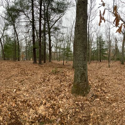 Forest management in North Kingstown, Rhode Island.