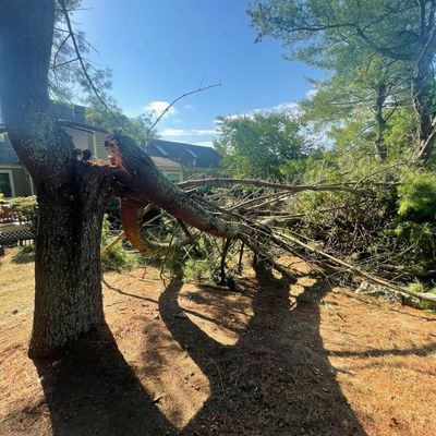 Tree Risk Assessment. hazardous tree in Hopkinton, Rhode Island. 