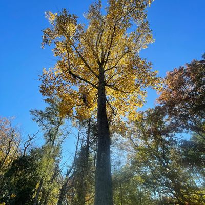 Arborist consultation in South Kingstown, Rhode Island