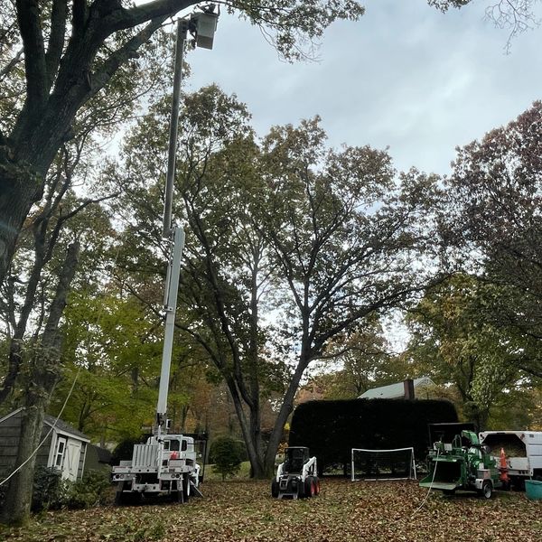 Licensed arborists performing tree removal in North Kingstown, Rhode Island 