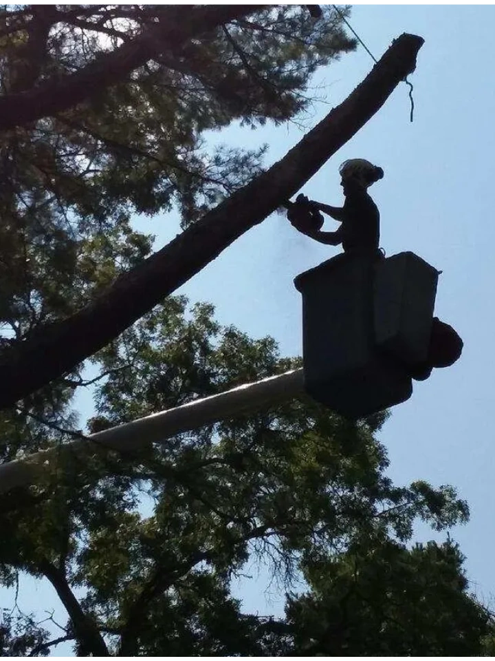 Licensed arborist tree pruning in Charlestown Rhode Island.