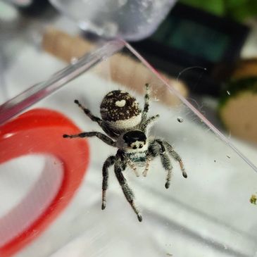 Regal Jumping Spiders