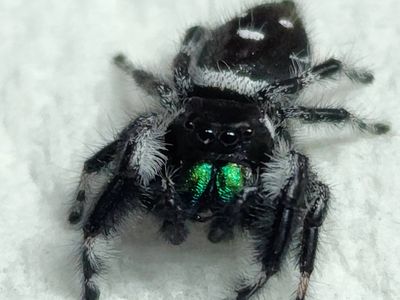 Keeping jumping spiders - quickly and easily explained! - Insektenliebe
