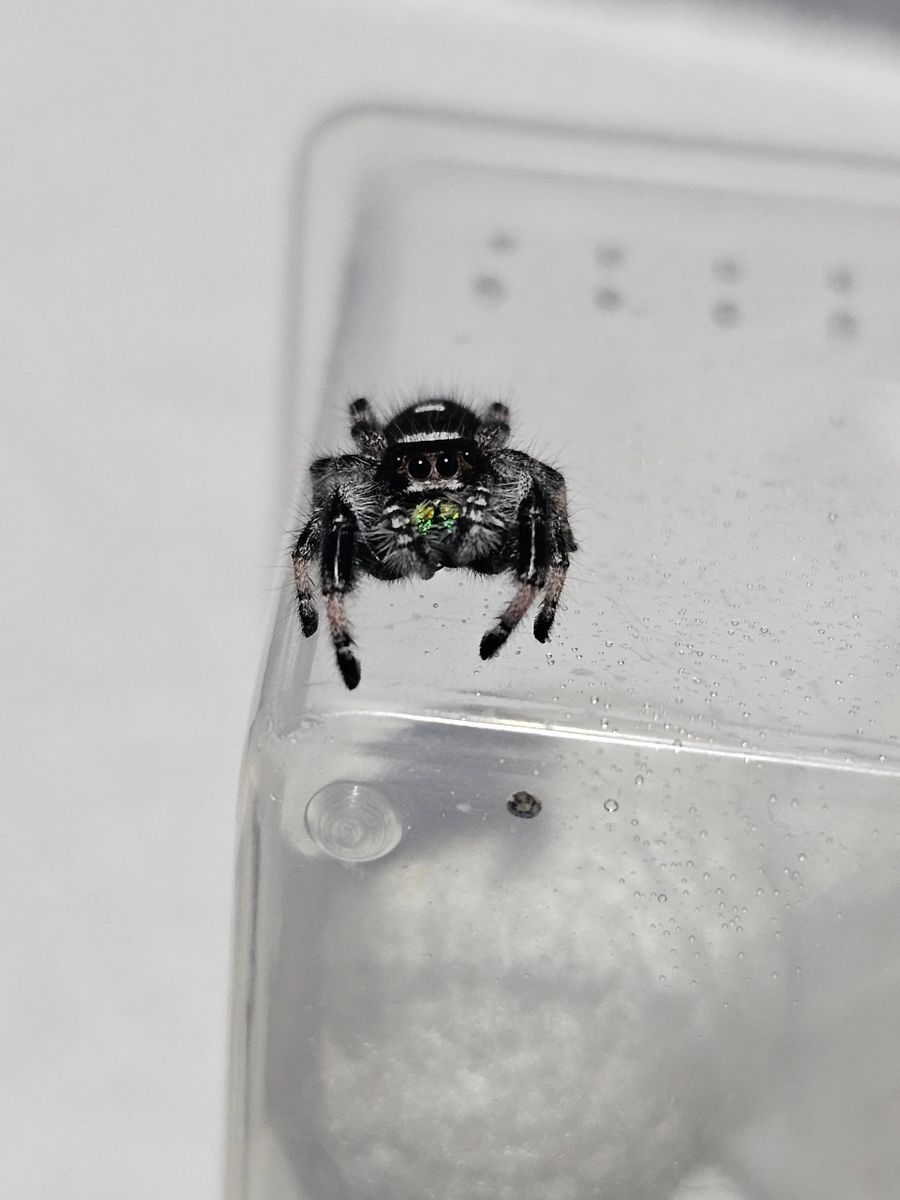 pale jumping spider