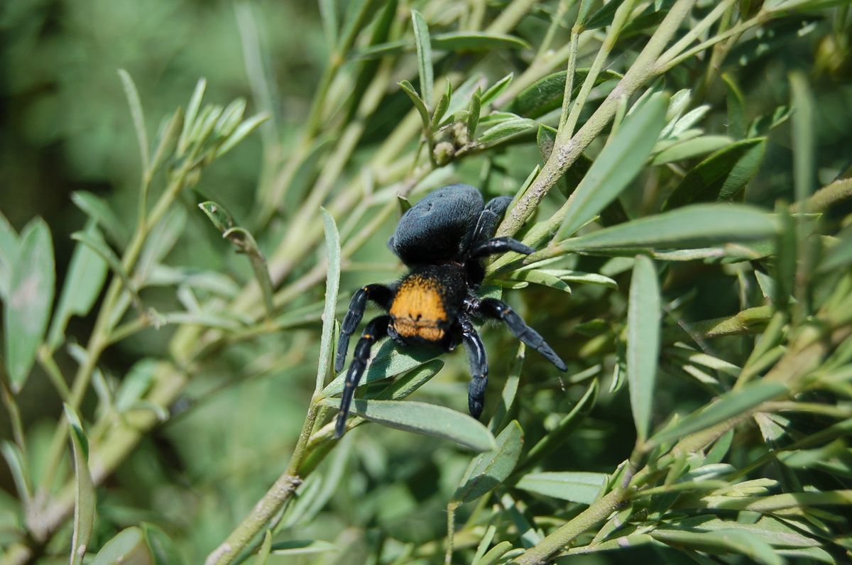 Velvet Spider Enclosures