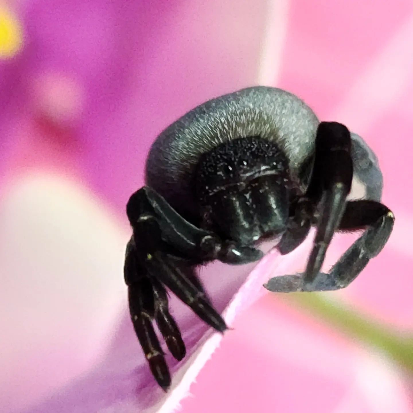 Spider enchantments jumping spiders velvet spiders