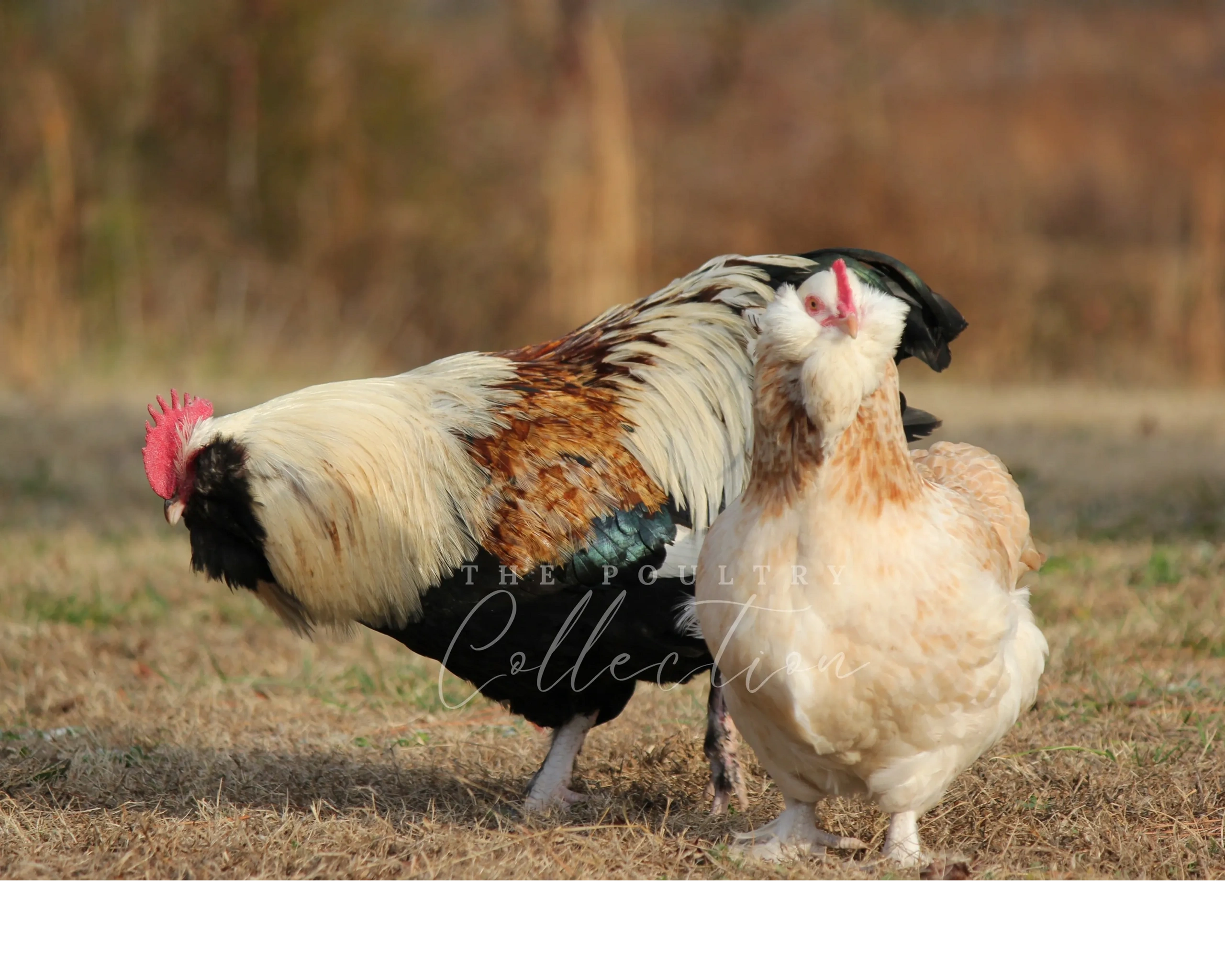 The Poultry Collection
