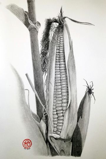 Corn with a spider