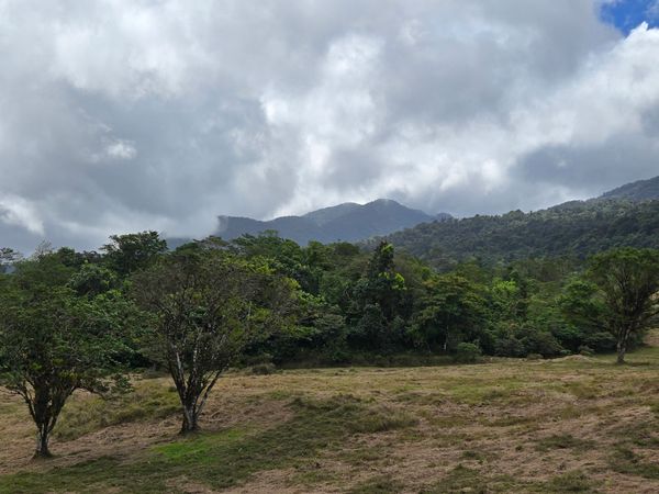 Cloudy sky over green forest and grassy field with scattered trees.