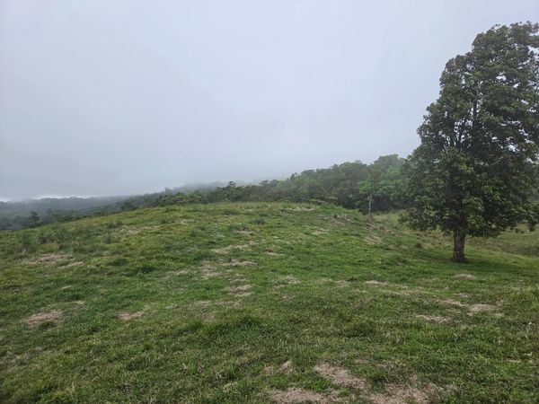 Foggy landscape with grassy hills and a tree.
