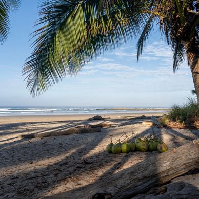 Serene beach scene with palm tree shadows and coconuts on the sand.