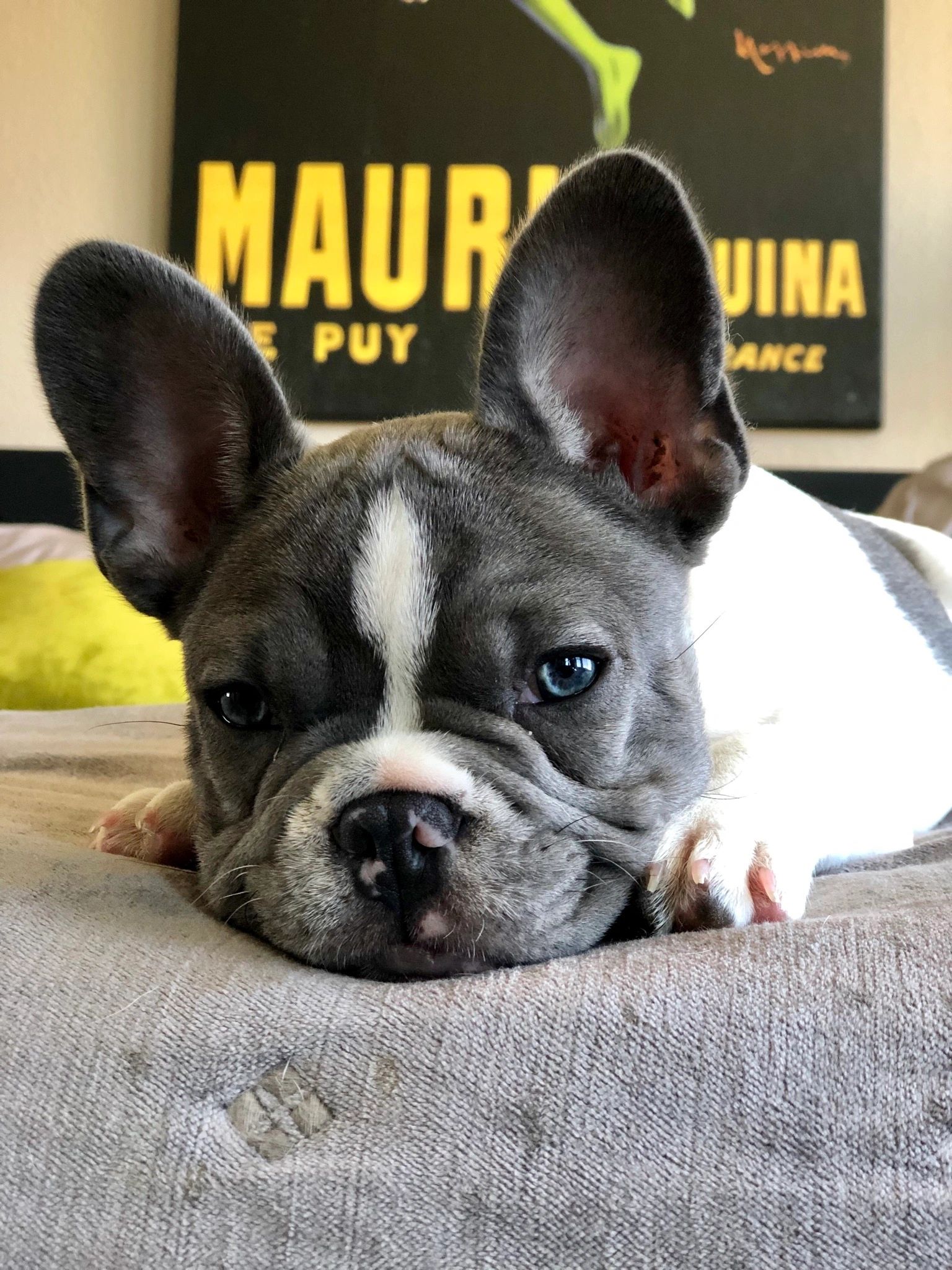 What Does A Pied French Bulldog Mean