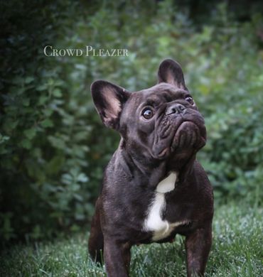 Black French Bulldog standing on grass.