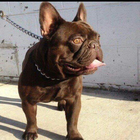 what is testable chocolate french bulldog? 2