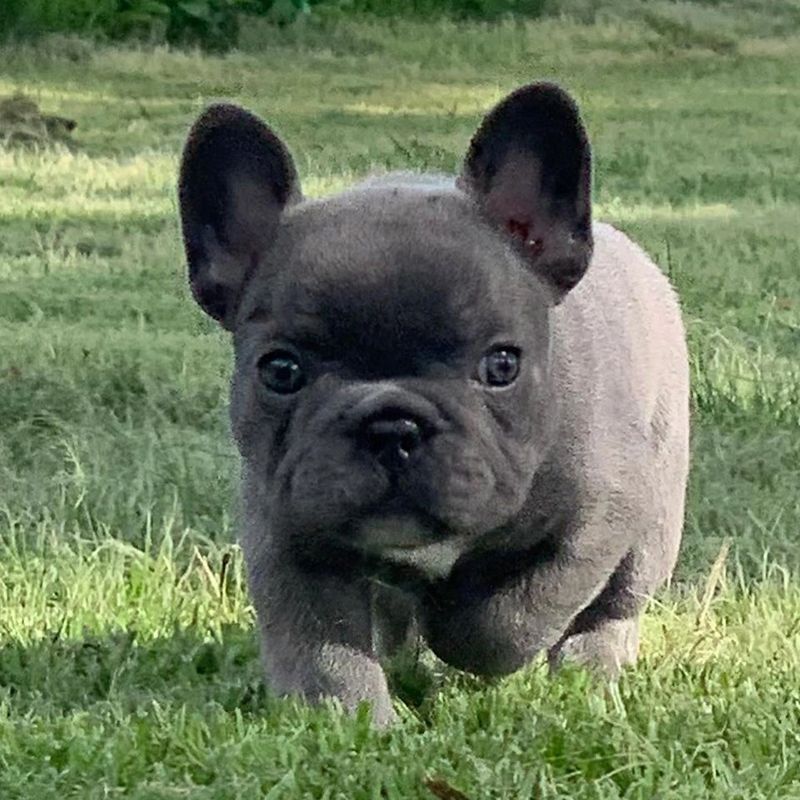 Available Puppies Crowd Pleazer Frenchies Crowd Pleazer Frenchies