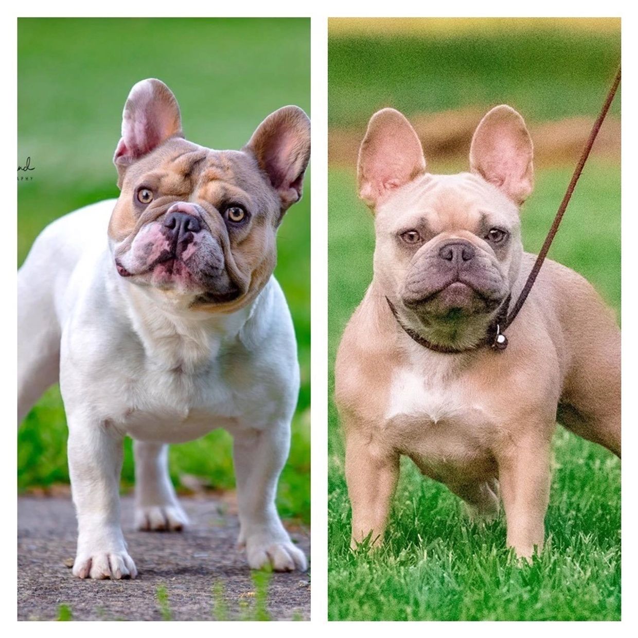 Health tested French Bulldogs: Ch. Lilac Haze Bendrix