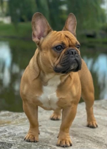 CH Reddit Haze (GRCH Lilac Haze Bendrix x Anuenue's Milan)