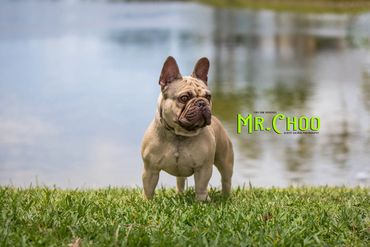 Mr. Choo of Tiny Paws Frenchies