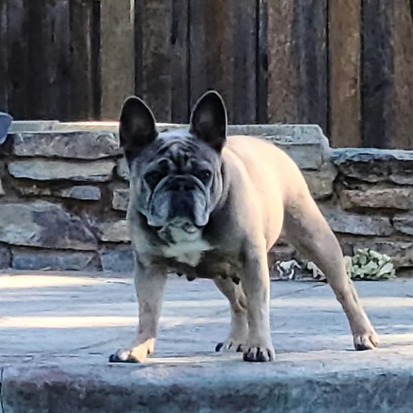 Blue Desert Willow; health tested Blue and Tan French Bulldog