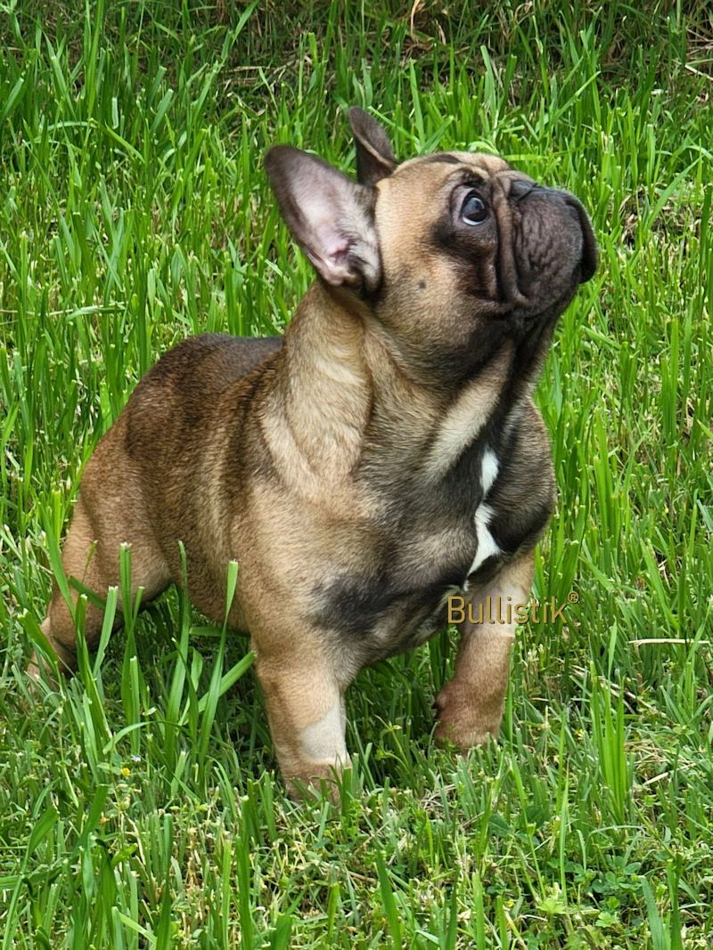 Bullistik best sale french bulldogs