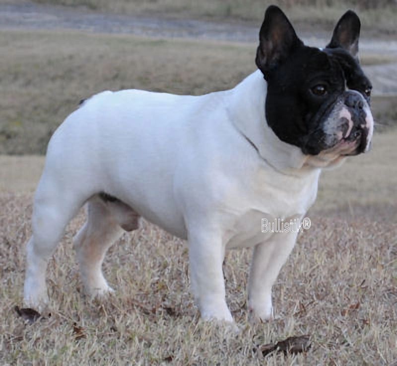 Bullistik french fashion bulldogs