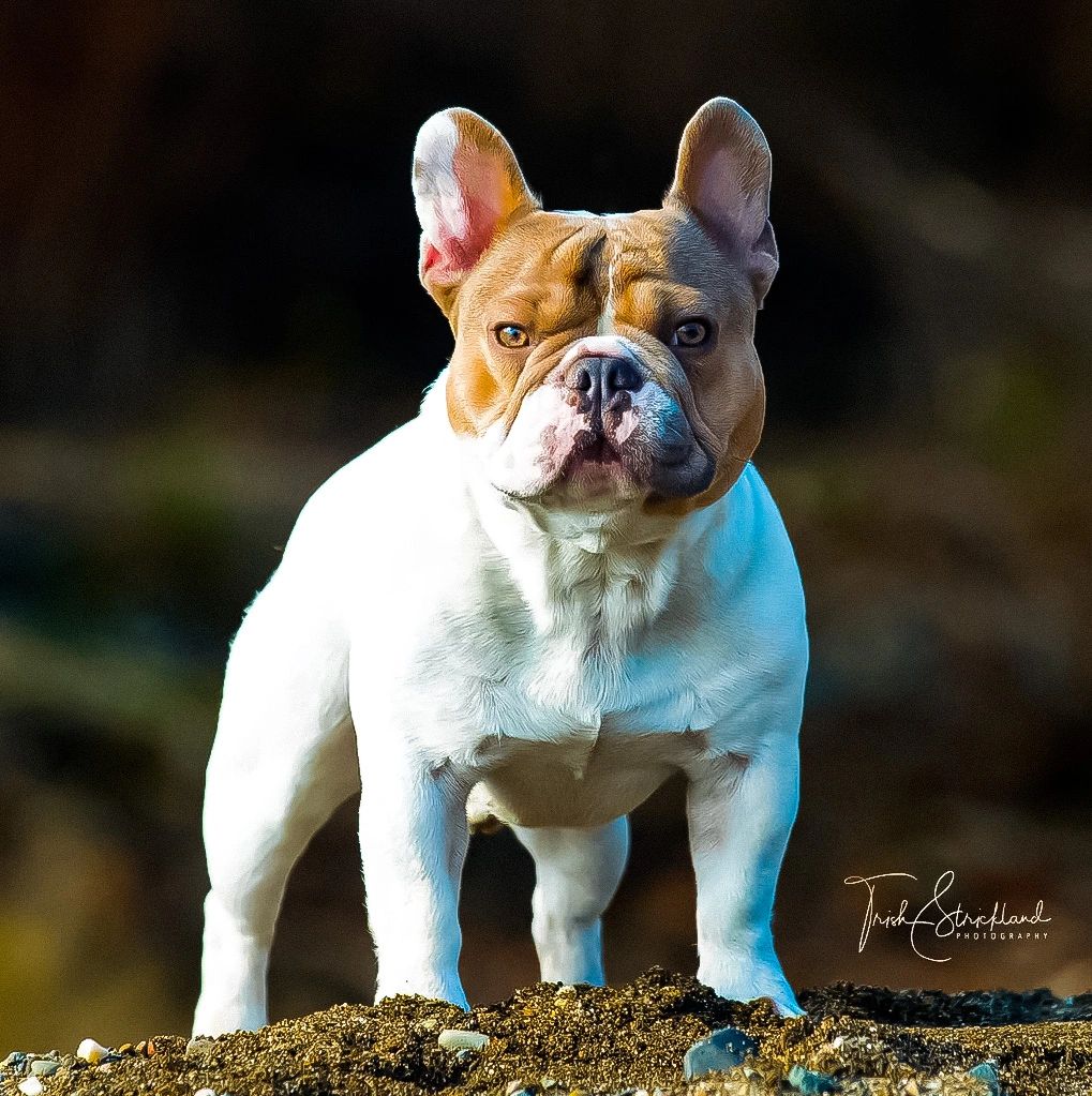 what is the average stud fee for a french bulldog