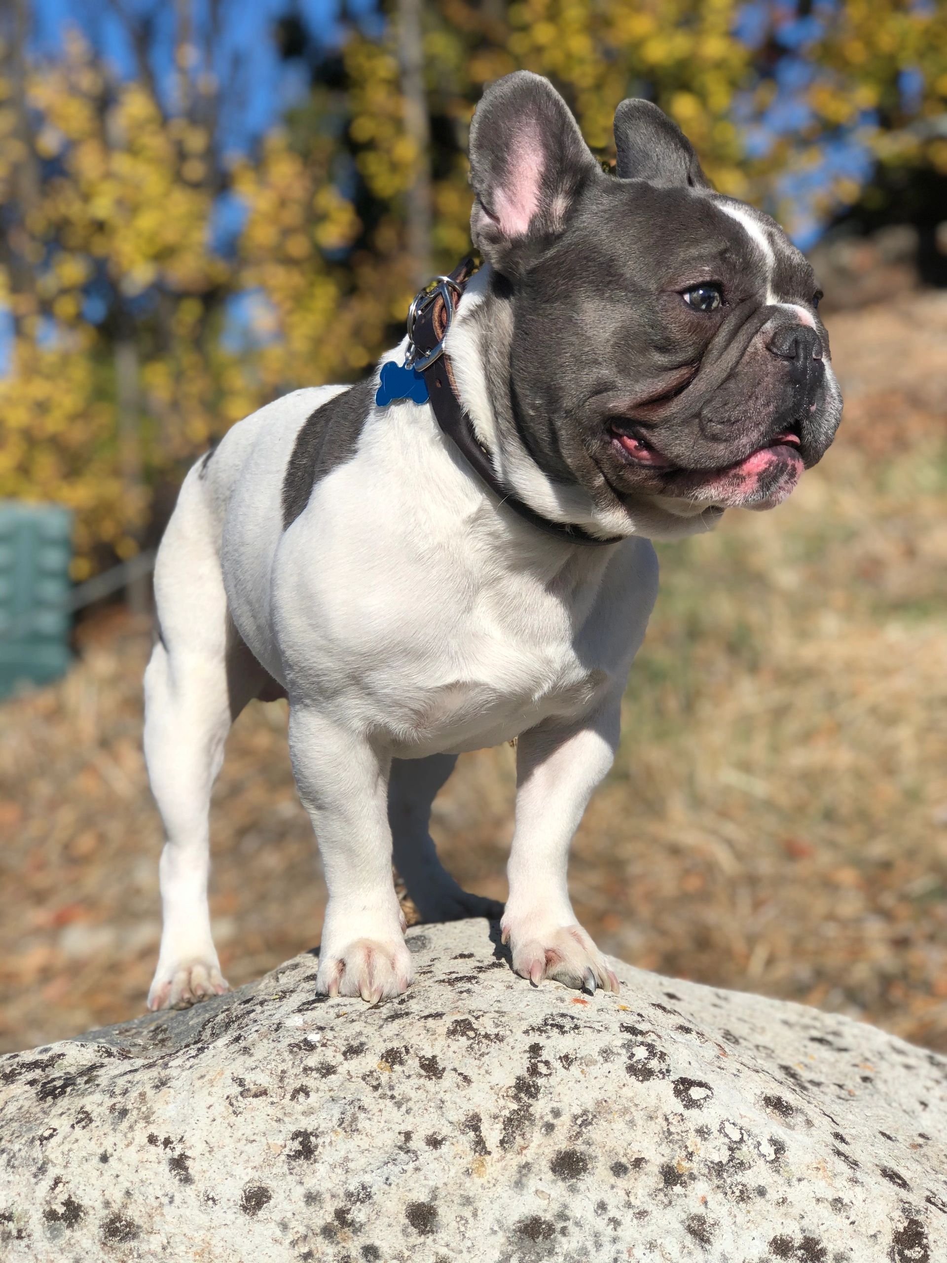 Gianni with the Good Hair, health tested OFA Certified Merle French Bulldog; fluffy carrier.