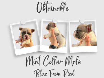 Fleek Frenchies  French Bulldogs for Sale – French Bulldogs for Sale