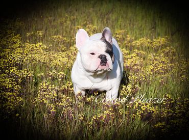 Ch. Blue Haze Coupe; OFA Certified Health Tested Blue Pied  French Bulldog Stud Service 