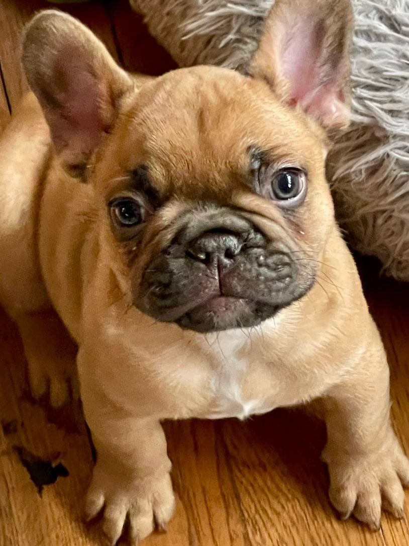 Fleek Frenchies  French Bulldogs for Sale – French Bulldogs for Sale