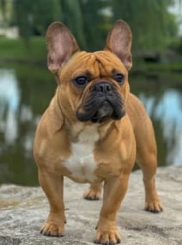 CH Reddit Haze (GRCH Lilac Haze Bendrix x Anuenue's Milan)