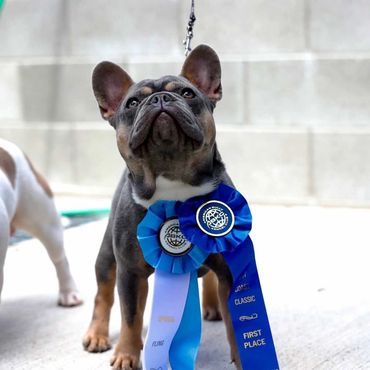 Crowd Pleazer’s Greyson Haze.French Bulldog Stud Service Health Tested French Bulldog. 