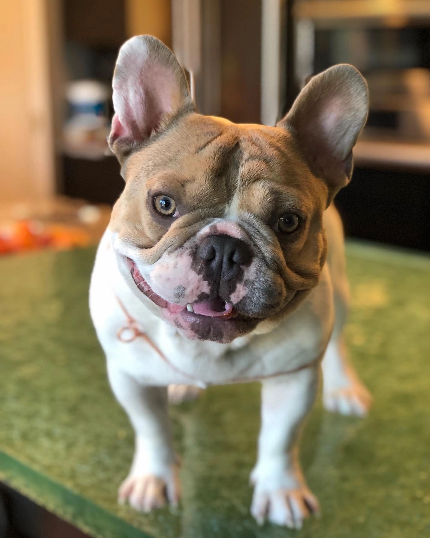 Health Above All Else French Bulldog Ofa Certification Tests