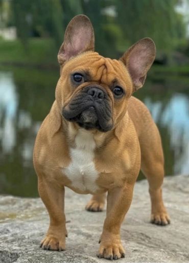 CH Reddit Haze (GRCH Lilac Haze Bendrix x Anuenue's Milan)